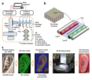 Credit: Wake Forest Institute for Regenerative Medicine/Nature Biology